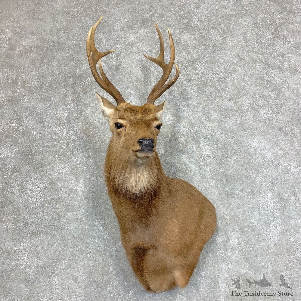 Sika Deer Shoulder Mount For Sale #21945 @ The Taxidermy Store