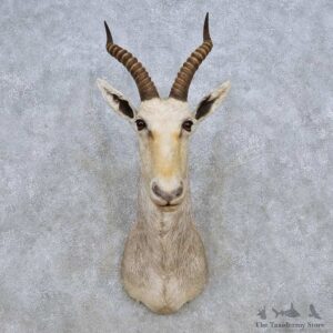 White Blesbok Shoulder Mount For Sale #14248 @ The Taxidermy Store