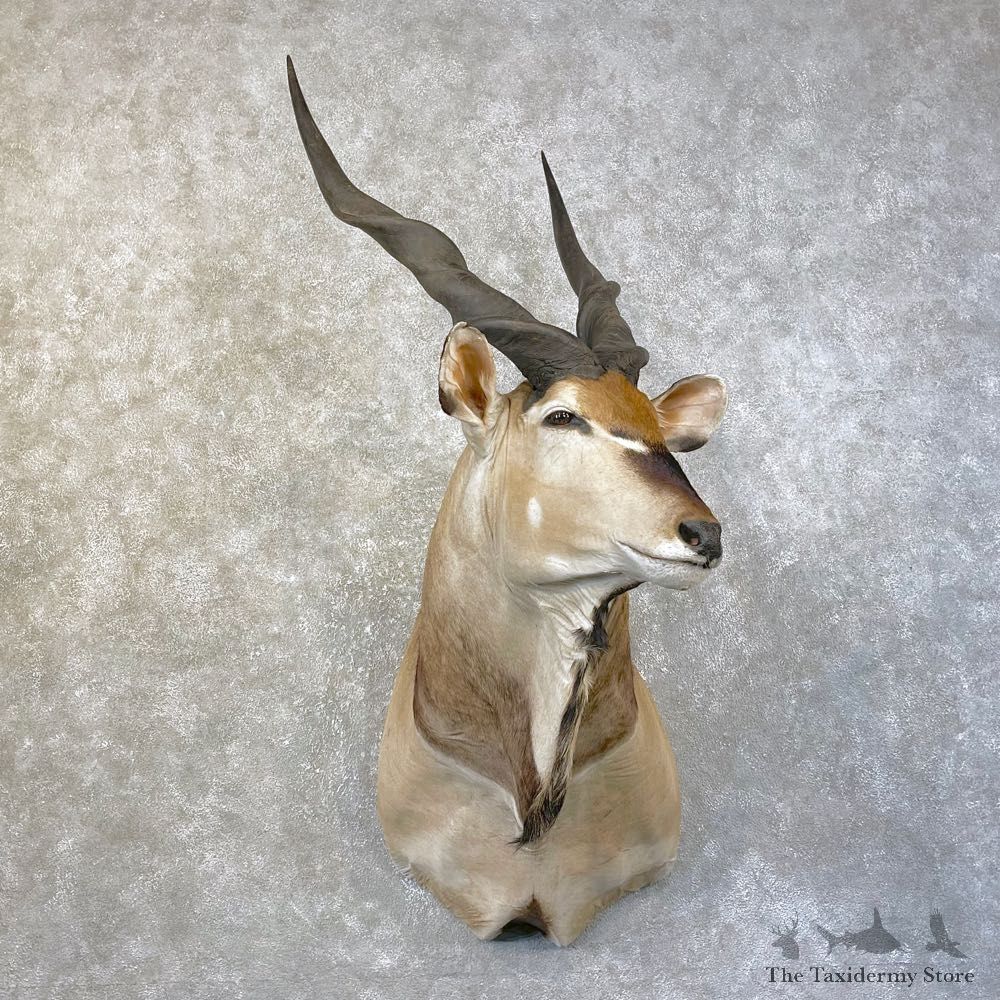 African Lord Derby Eland Shoulder Taxidermy Mount #25147 For Sale @ The Taxidermy Store