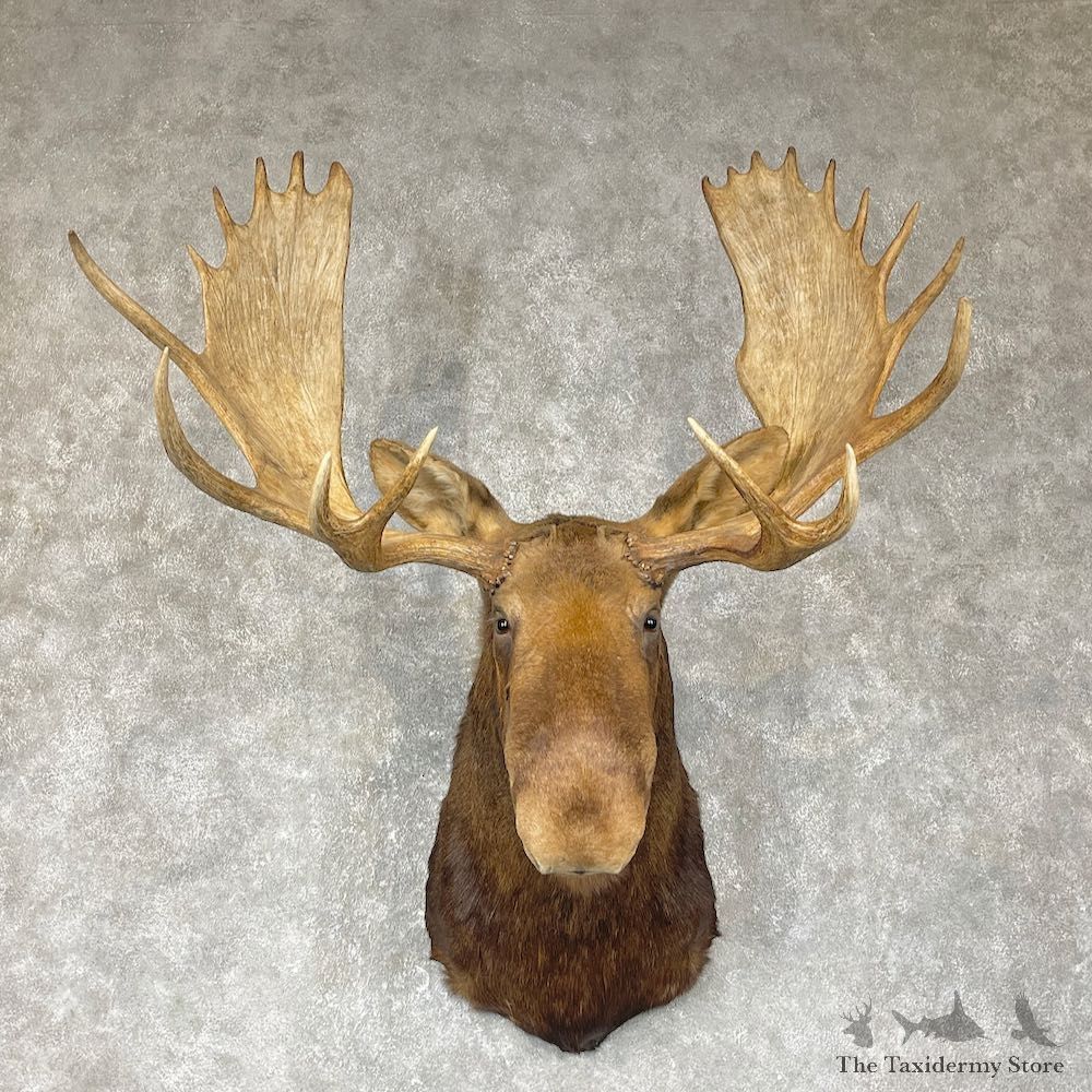 Canadian Moose Shoulder Mount For Sale #25405 @ The Taxidermy Store