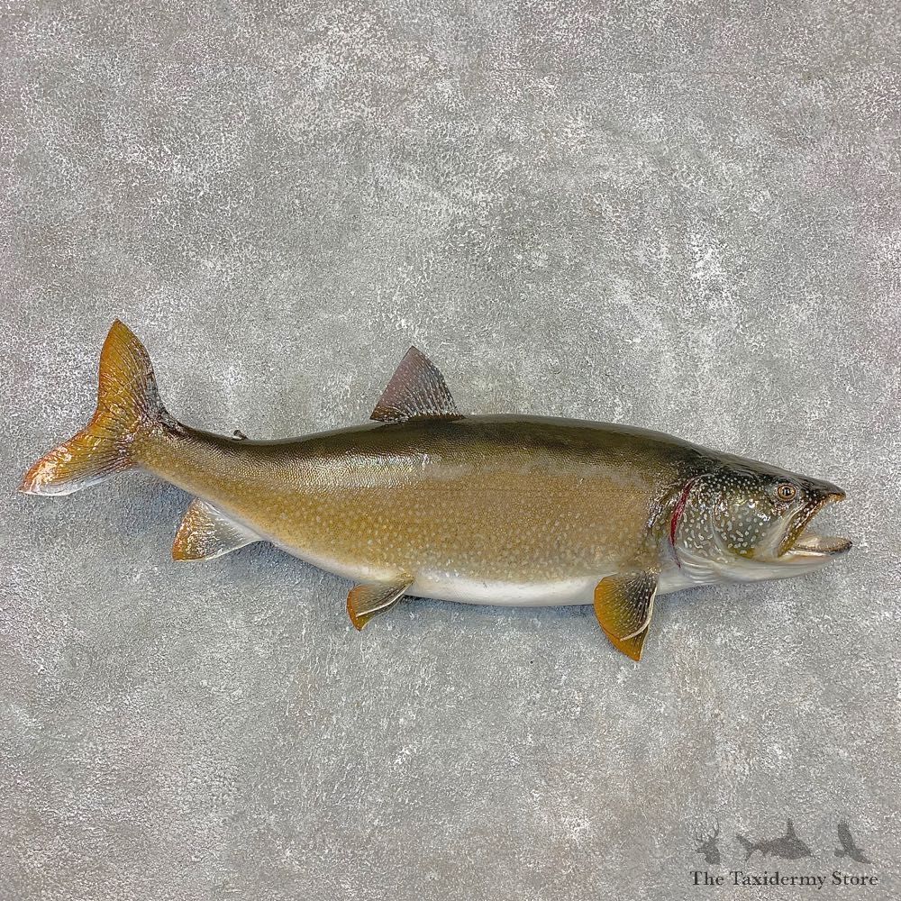 Lake Trout Freshwater Fish Mount For Sale #21456 @ The Taxidermy Store