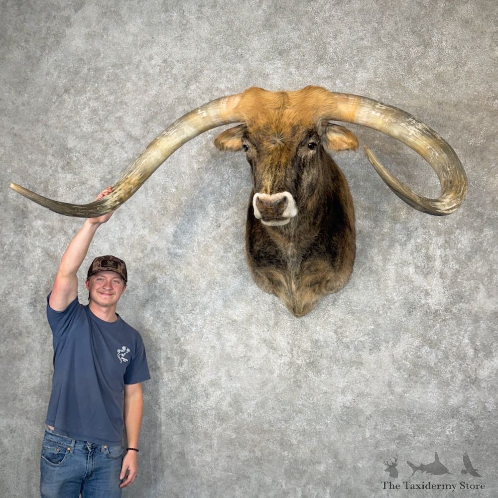 Longhorn Steer Shoulder Mount For Sale #30144 @ The Taxidermy Store