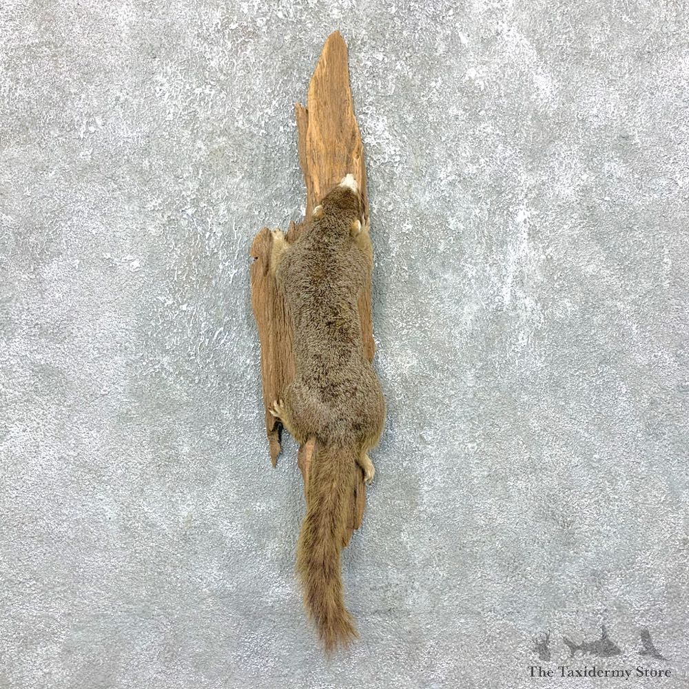 Fox Grey Cross Squirrel Mount For Sale #23699 @ The Taxidermy Store