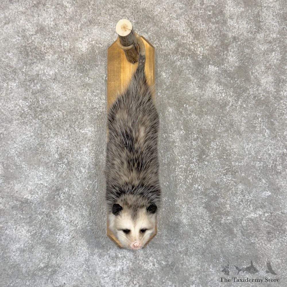 Wall Hanging Opossum Mount For Sale #29941 @ The Taxidermy Store