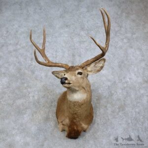 Mule Deer Shoulder Mount For Sale #15758 @ The Taxidermy Store