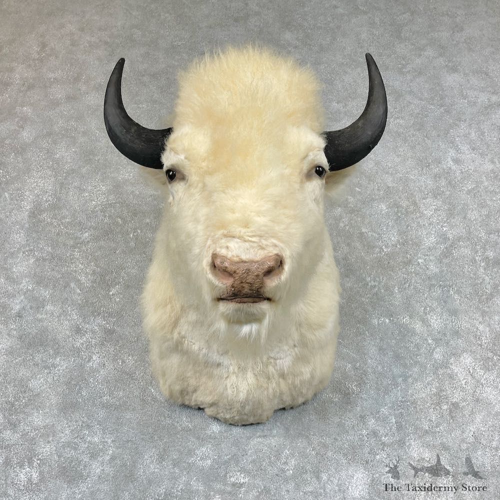White American Bison Shoulder Mount For Sale #26768 @ The Taxidermy Store