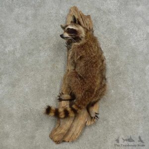 Wall Hanging Raccoon Mount For Sale #16671 @ The Taxidermy Store