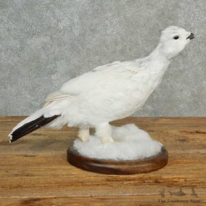 Rock Ptarmigan Bird Mount For Sale #16993 @ The Taxidermy Store