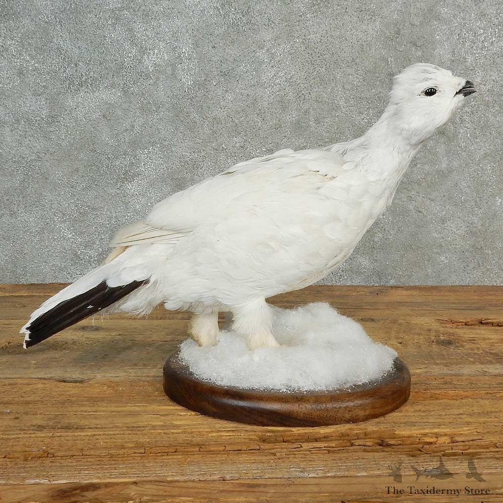 Rock Ptarmigan Bird Mount For Sale #16993 @ The Taxidermy Store
