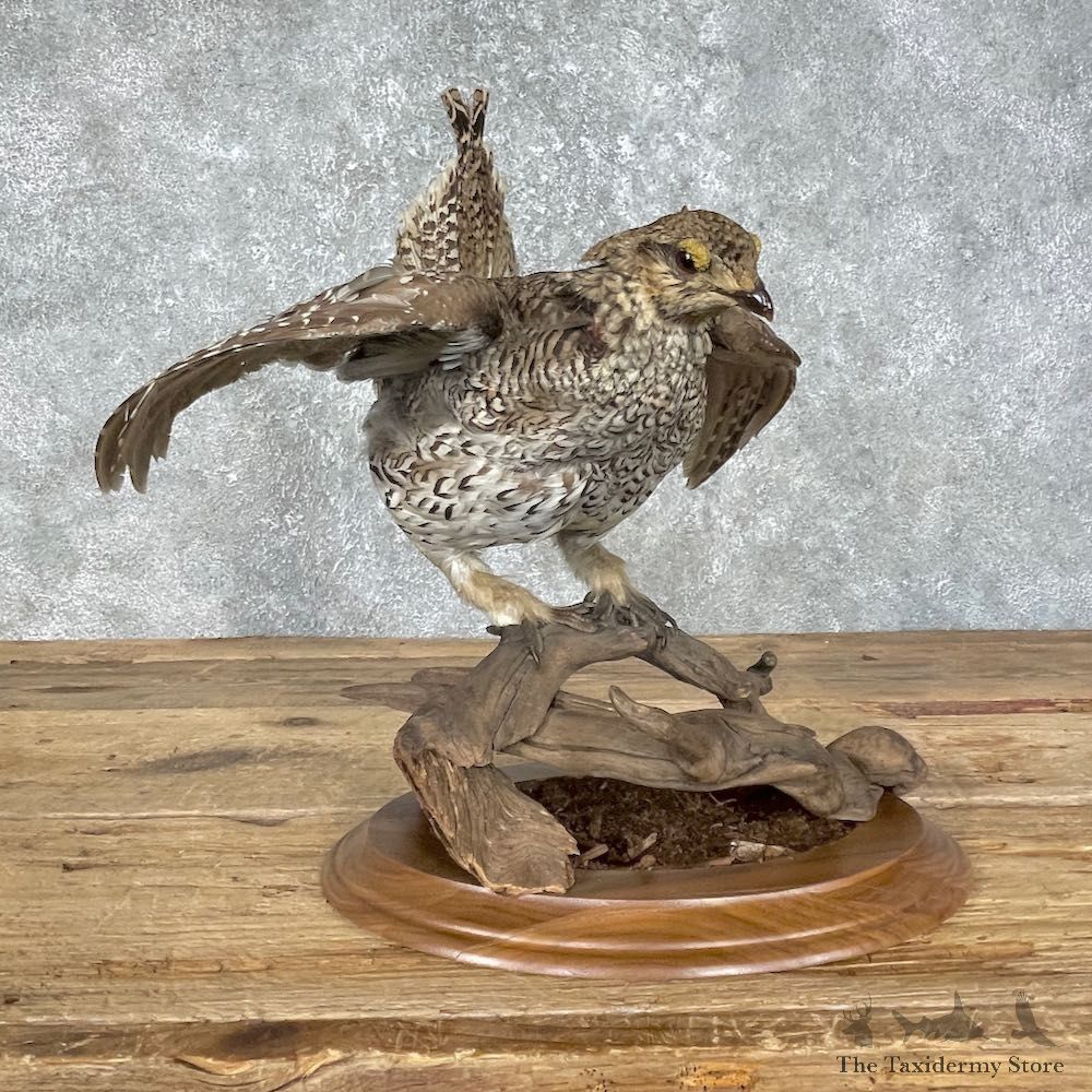 Sharp-tailed Grouse Bird Mount For Sale #25654 @ The Taxidermy Store