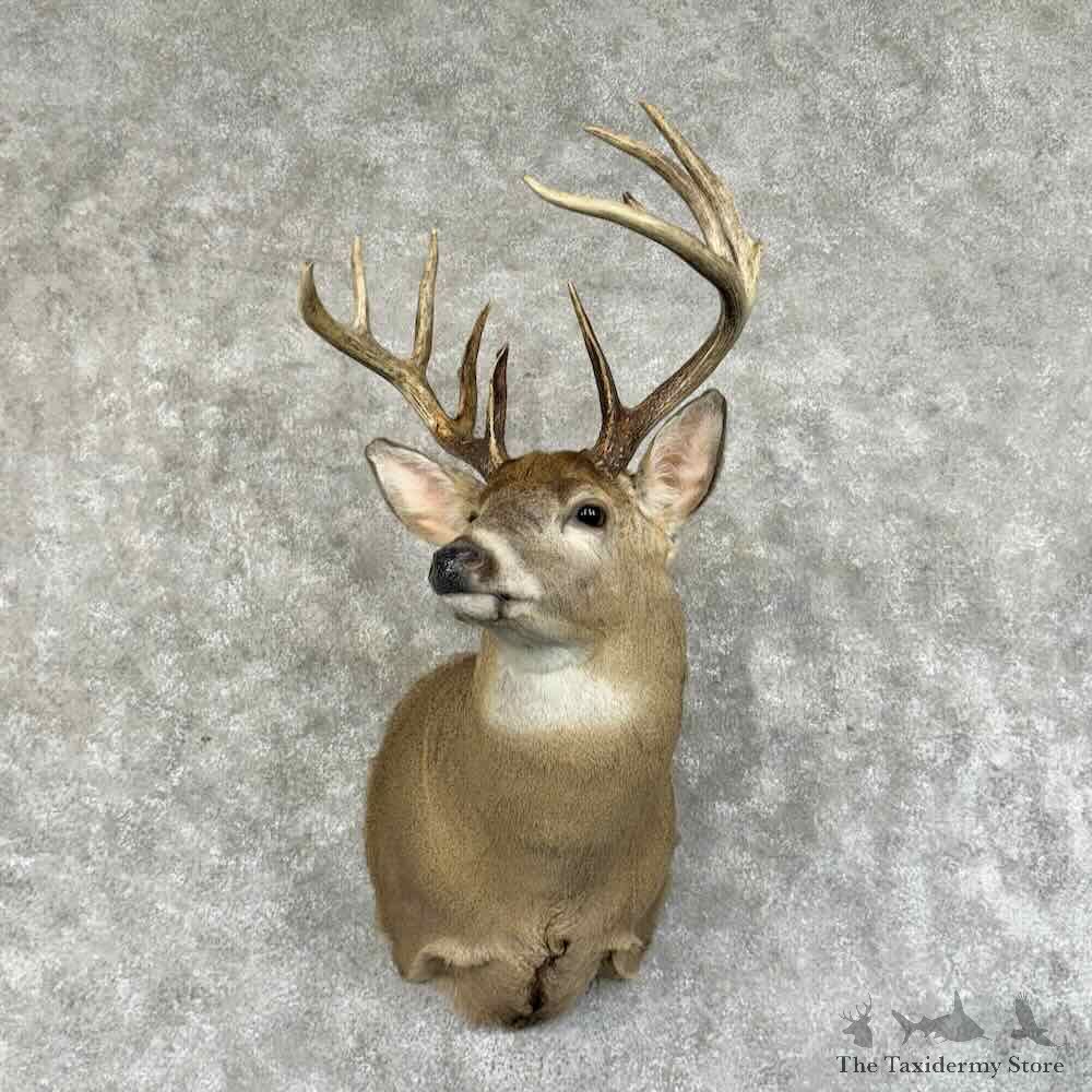 Whitetail Deer Shoulder Mount For Sale #31214 @ The Taxidermy Store