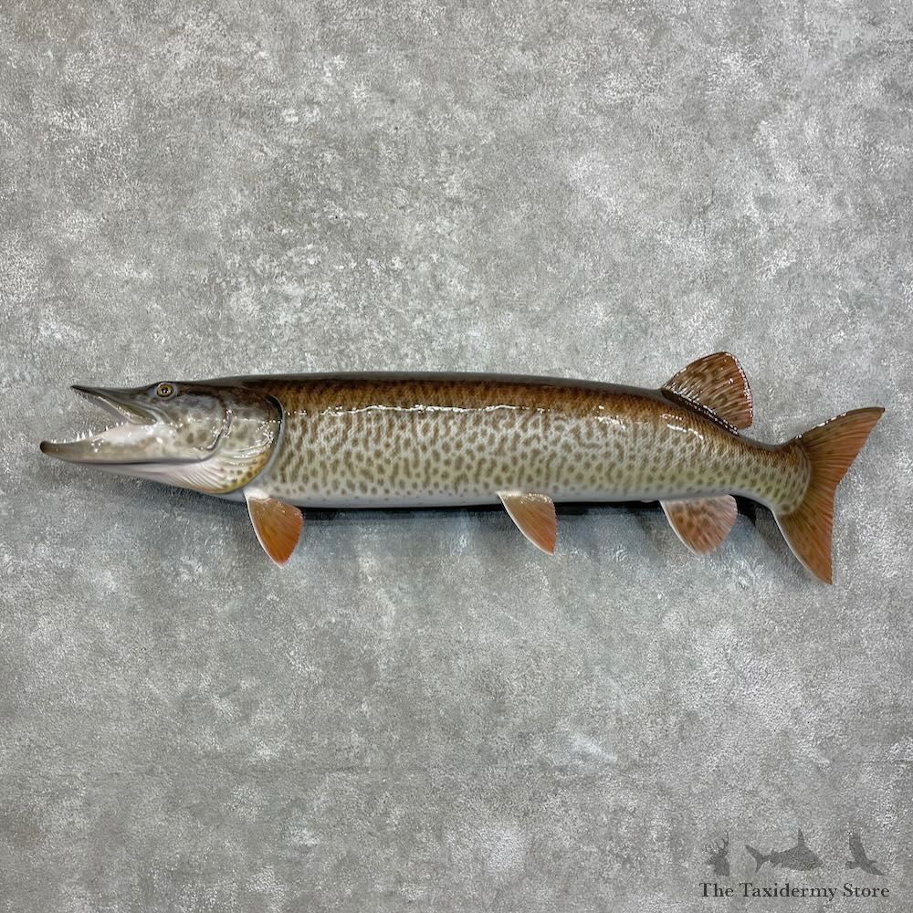 Reproduction Muskellunge Fish Mount For Sale #28000 @ The Taxidermy Store