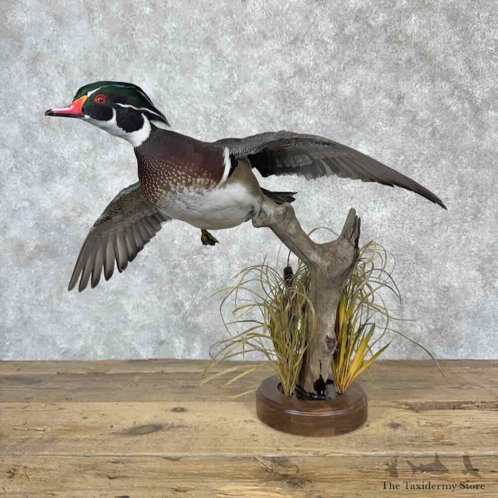 Wood Duck Bird Mount For Sale #31624 @ The Taxidermy Store
