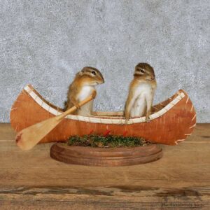 Novelty Canoe Chipmunks Taxidermy Mount #13181 For Sale @ The Taxidermy Store