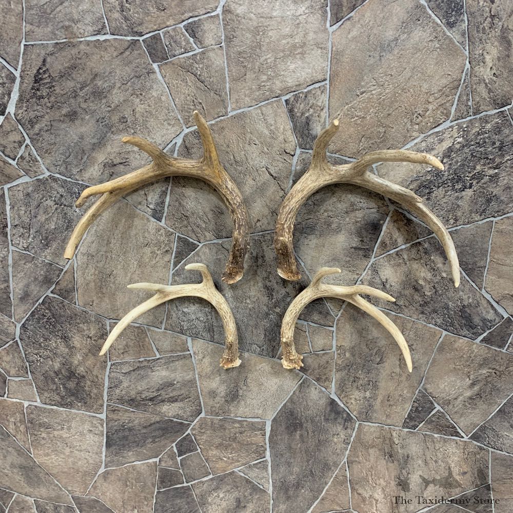 Whitetail Deer Antler Craft Pack For Sale #21823 @ The Taxidermy Store