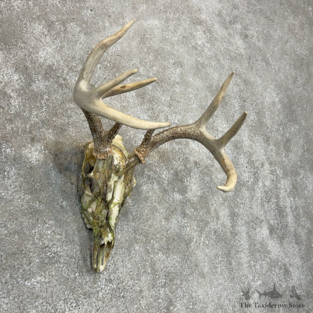 Whitetail Deer Dipped Skull Mount For Sale #29471 @ The Taxidermy Store