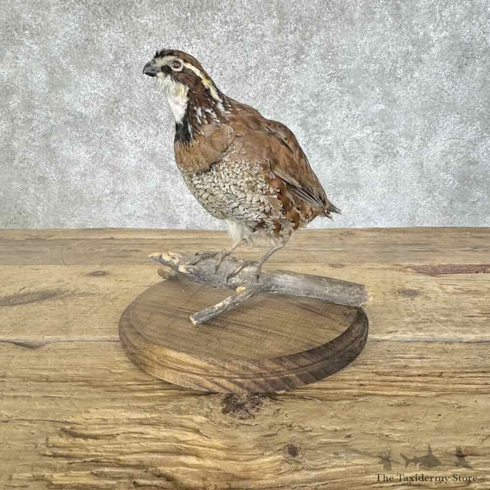 Bobwhite Quail Bird Mount For Sale #31107 @ The Taxidermy Store