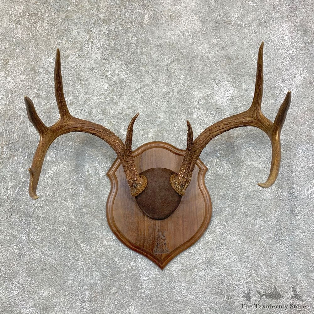 Whitetail Deer Antler Plaque Mount For Sale #22868 @ The Taxidermy Store