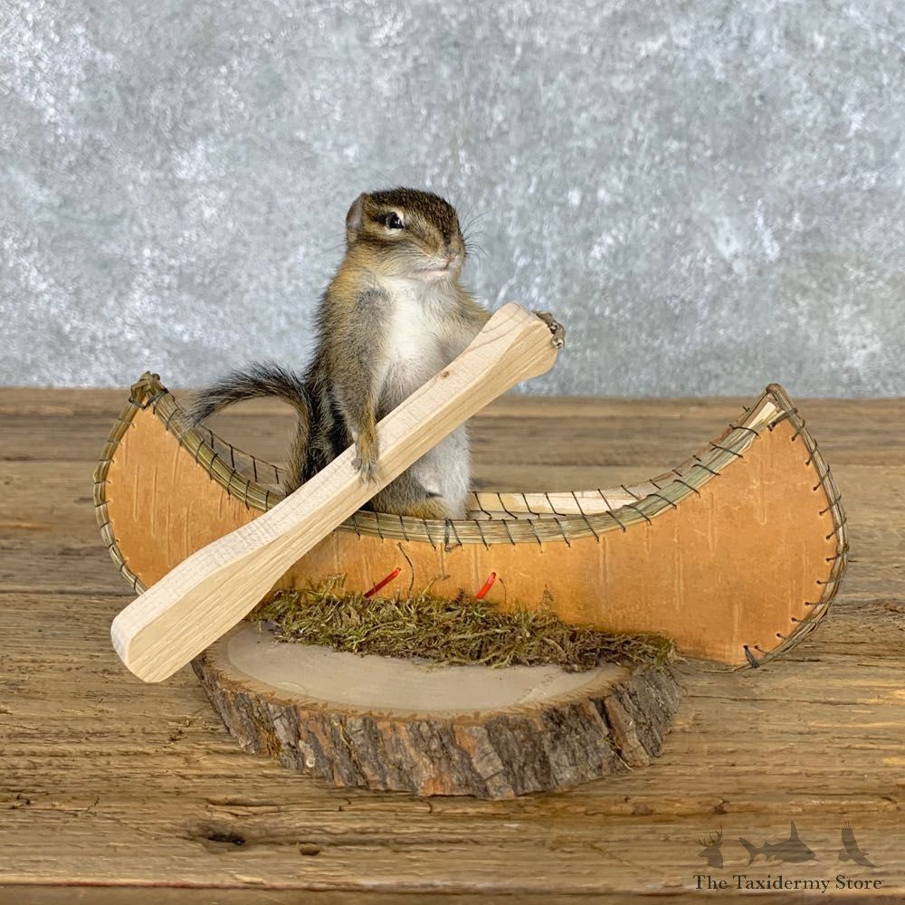 Canoe Chipmunk Novelty Mount For Sale #22610 @ The Taxidermy Store