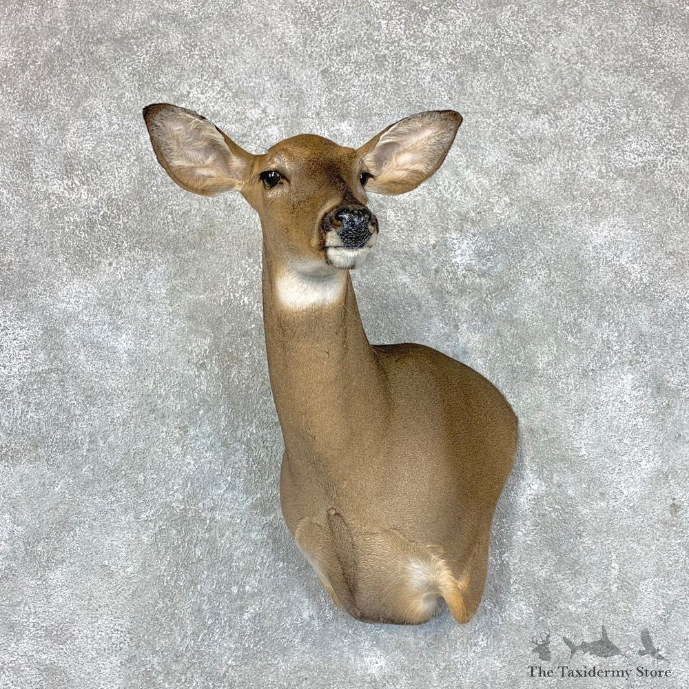 Whitetail Deer Doe Shoulder Mount For Sale #22886 @ The Taxidermy Store