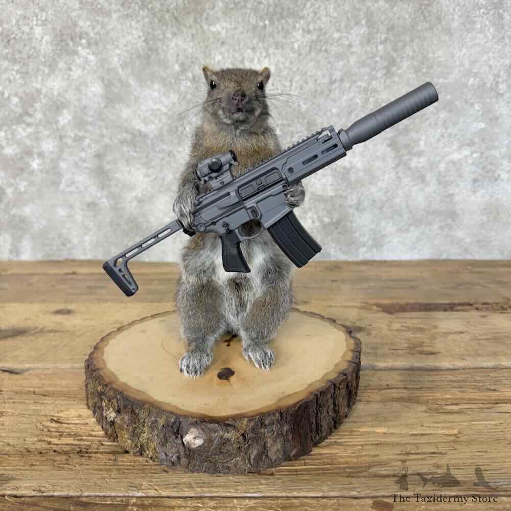 Novelty Grey Squirrel Mount For Sale #31481 @ The Taxidermy Store