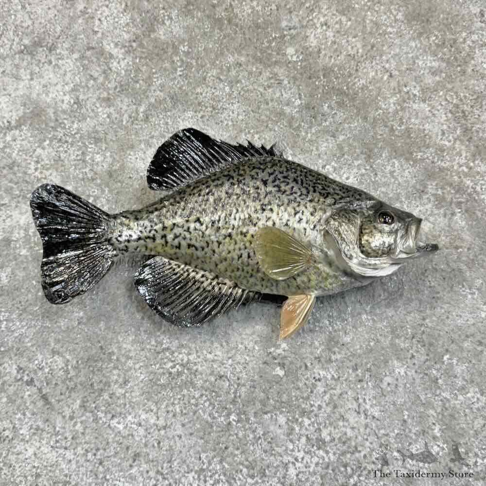 Black Crappie Fish Mount For Sale #30775 @ The Taxidermy Store