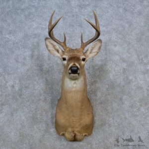 Whitetail Deer Shoulder Mount For Sale #15625 @ The Taxidermy Store