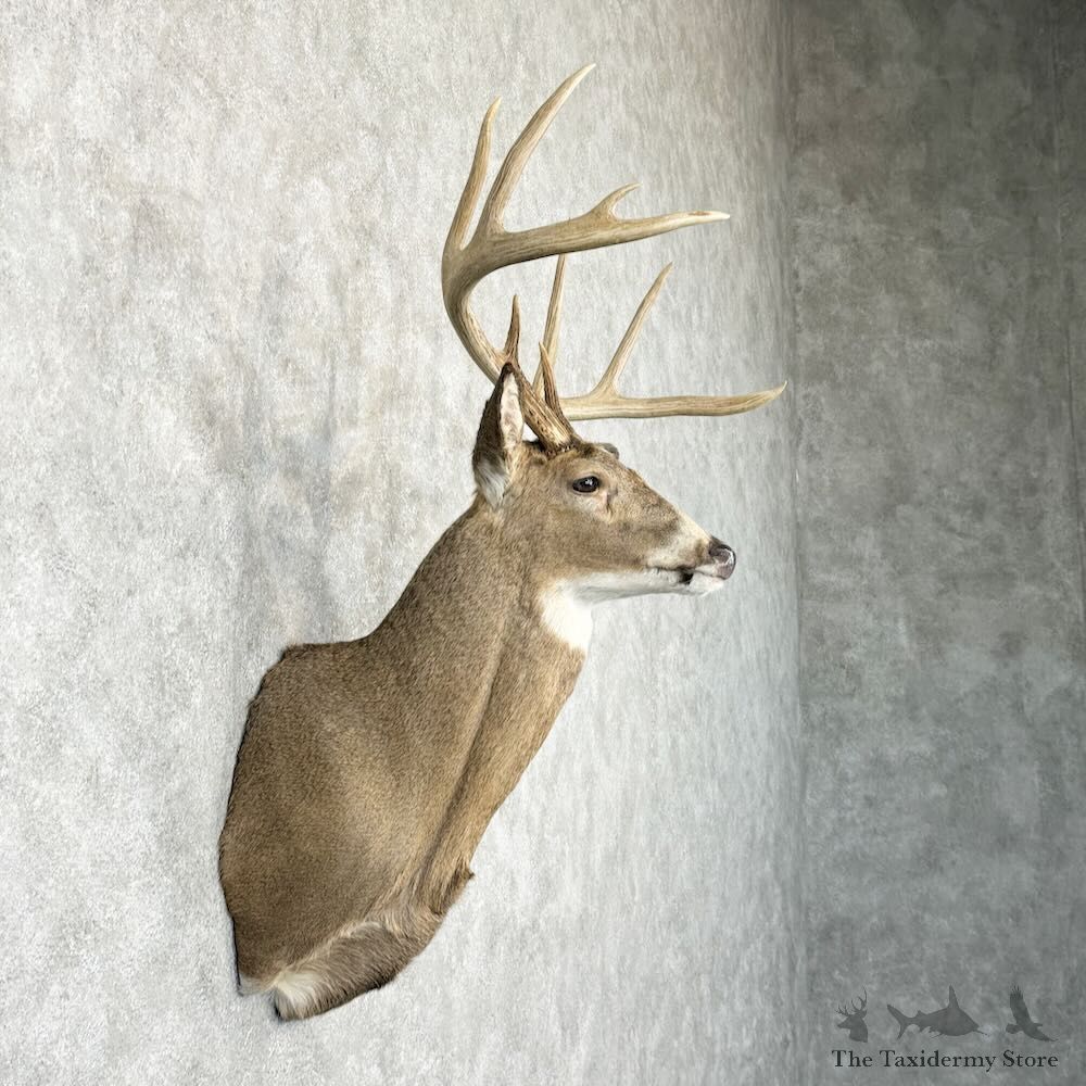 Whitetail Deer Shoulder Mount For Sale #29021 @ The Taxidermy Store