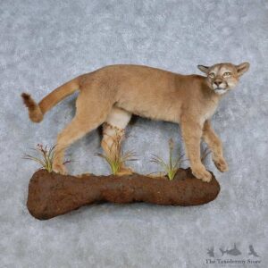 Mountain Lion Life-Size Mount For Sale #14579 @ The Taxidermy Store