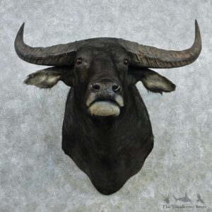 Asian Water Buffalo Shoulder Taxidermy Mount-M1 #12821 For Sale @ The Taxidermy Store
