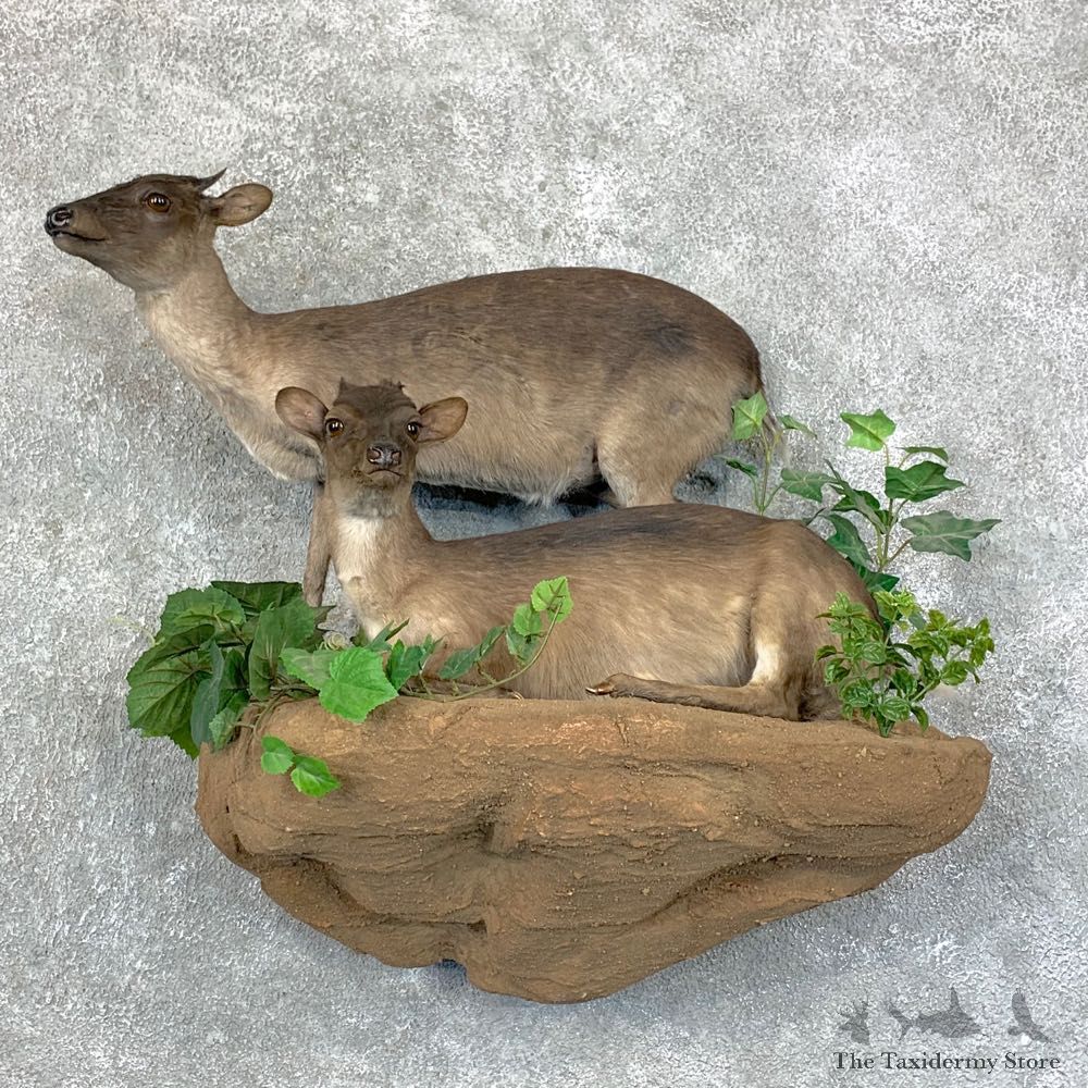 Blue Duiker Pair Life-Size Mount For Sale #28882 @ The Taxidermy Store