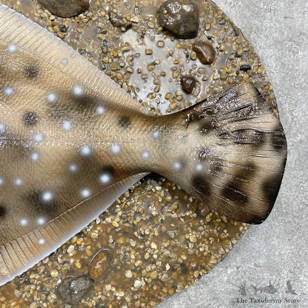 Reproduction Pacific Flounder Fish Mount For Sale #28694 @ The Taxidermy Store