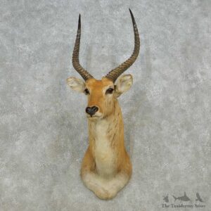 Common Lechwe Shoulder Mount For Sale #14564 @ The Taxidermy Store