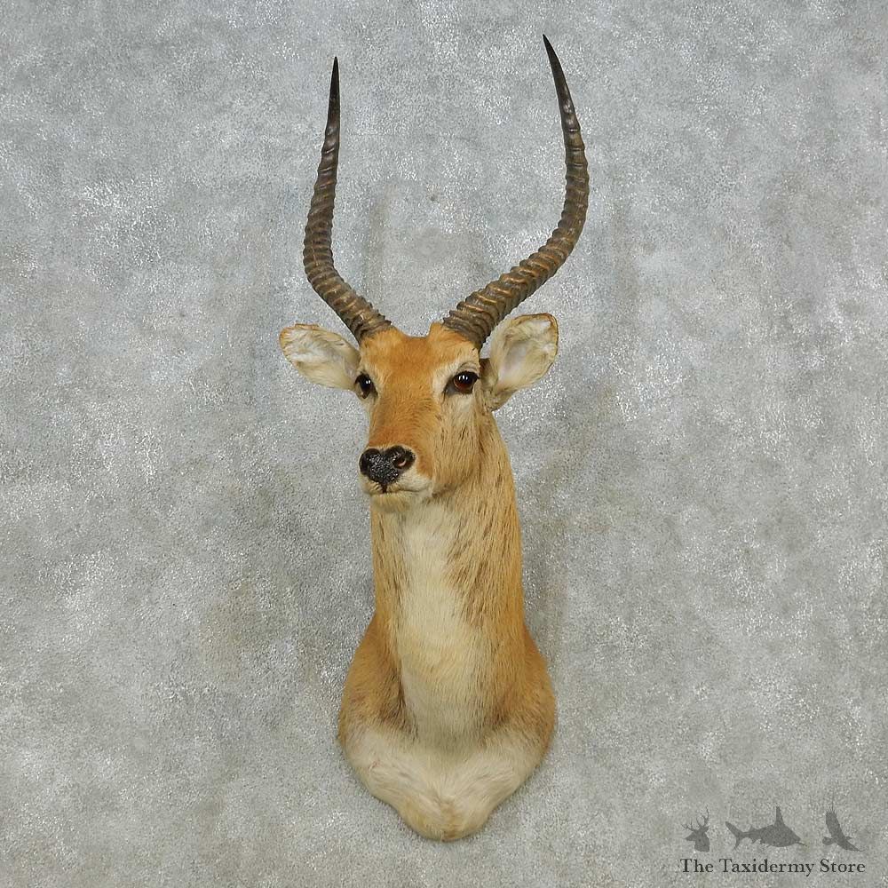 Common Lechwe Shoulder Mount For Sale #14564 @ The Taxidermy Store