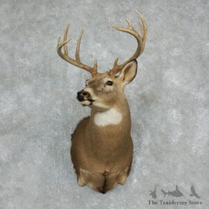 Whitetail Deer Shoulder Mount #17972 For Sale - The Taxidermy Store