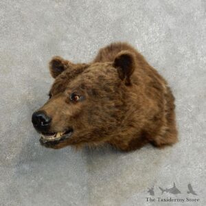 Grizzly Bear Shoulder Mount For Sale #17172 @ The Taxidermy Store
