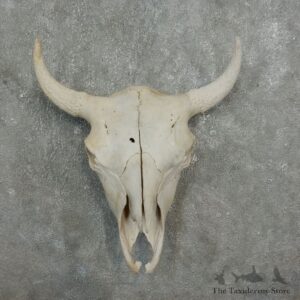 Buffalo Bison Skull Mount For Sale #17682 @ The Taxidermy Store