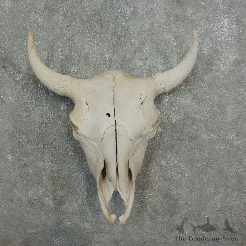 Buffalo Bison Skull Mount For Sale #17682 @ The Taxidermy Store