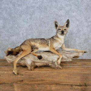 Golden Jackal Life-Size Mount For Sale #15574 @ The Taxidermy Store