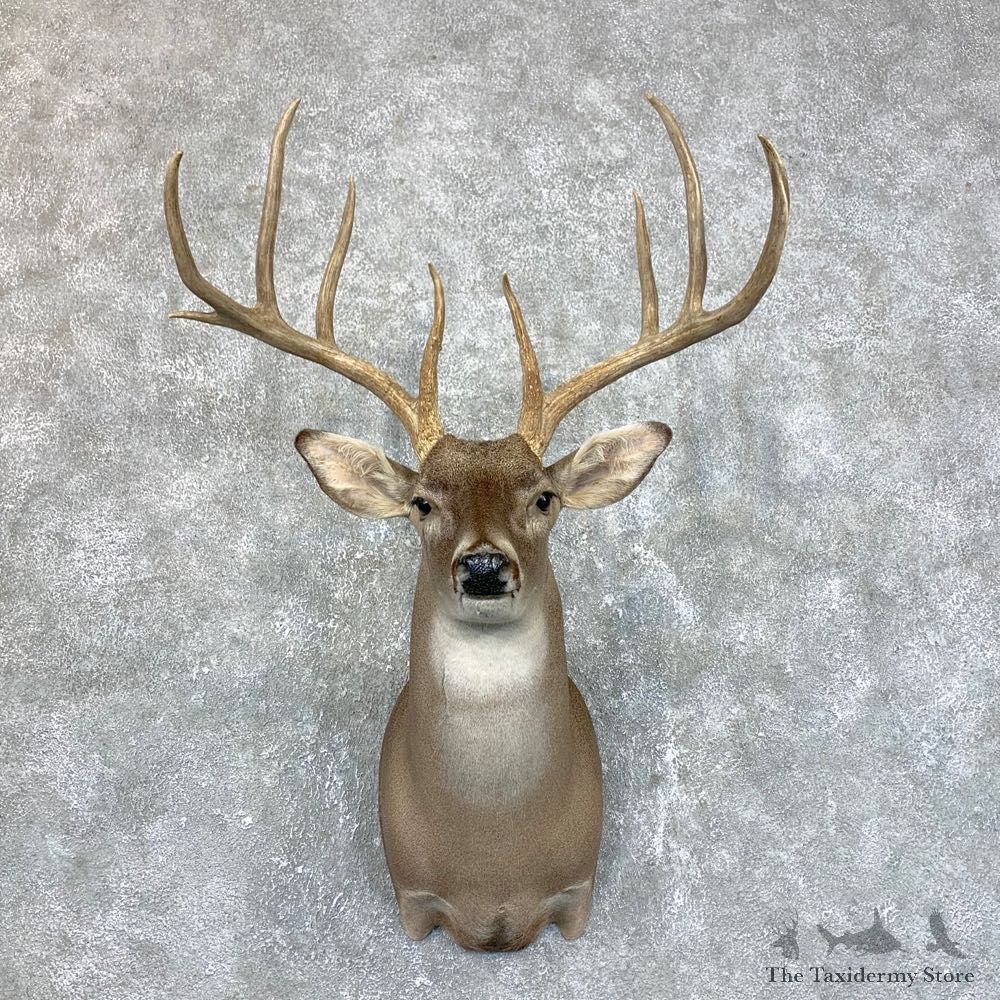 Texas Whitetail Deer Shoulder Mount #23860 For Sale - The Taxidermy Store