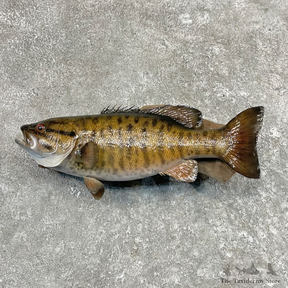 Smallmouth Bass Fish Mount For Sale #27567 @ The Taxidermy Store