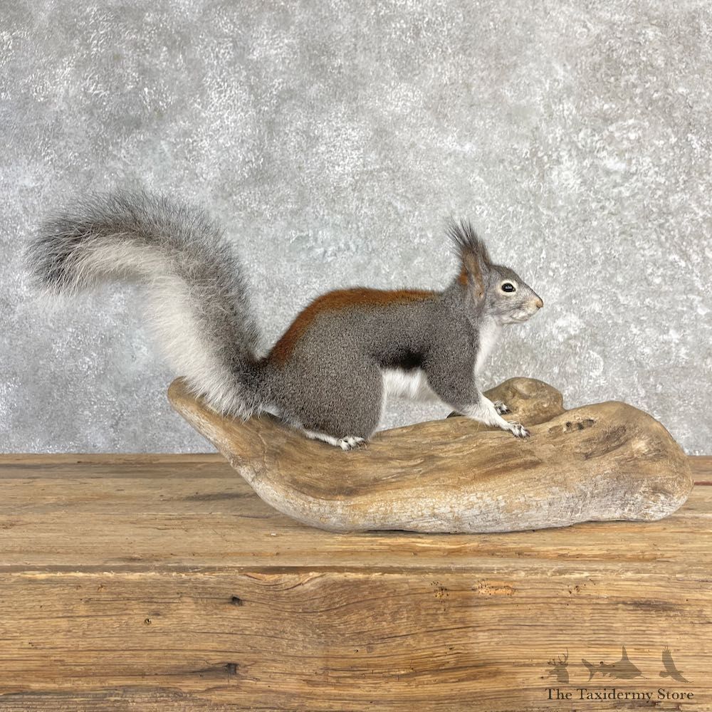 Kaibab Squirrel Mount For Sale #27107 @ The Taxidermy Store