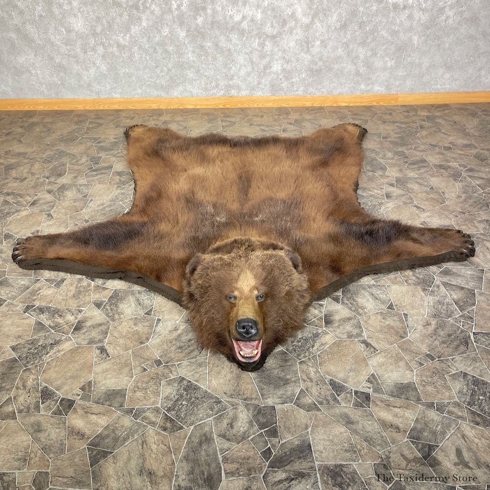 Kodiak Brown Bear Taxidermy Rug Mount For Sale #25258 @ The Taxidermy Store
