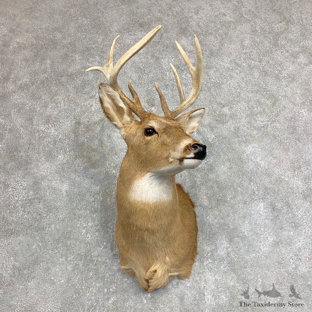 Whitetail Deer Shoulder Mount For Sale #21944 @ The Taxidermy Store