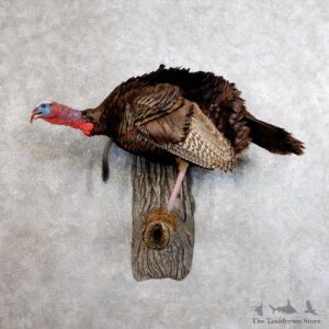 Eastern Turkey Bird Mount For Sale #18565 @ The Taxidermy Store