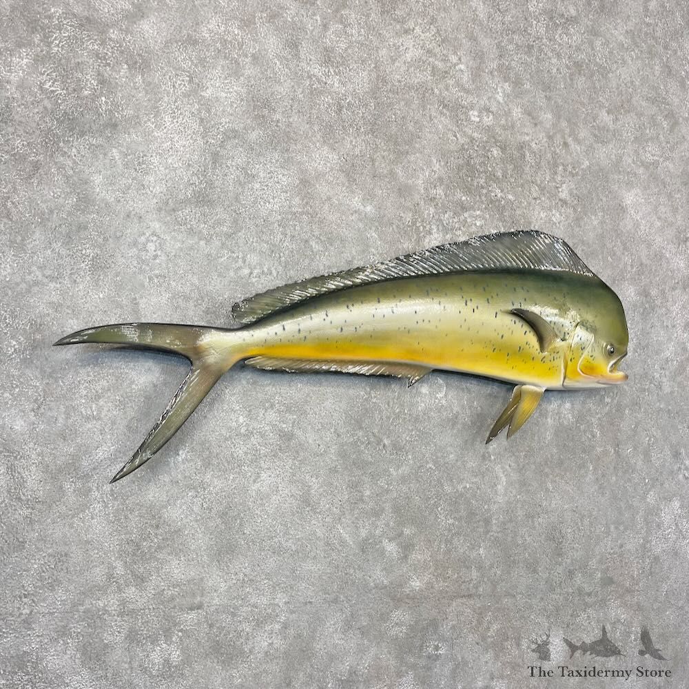 Reproduction Mahi Mahi Fish Mount For Sale #27698 @ The Taxidermy Store