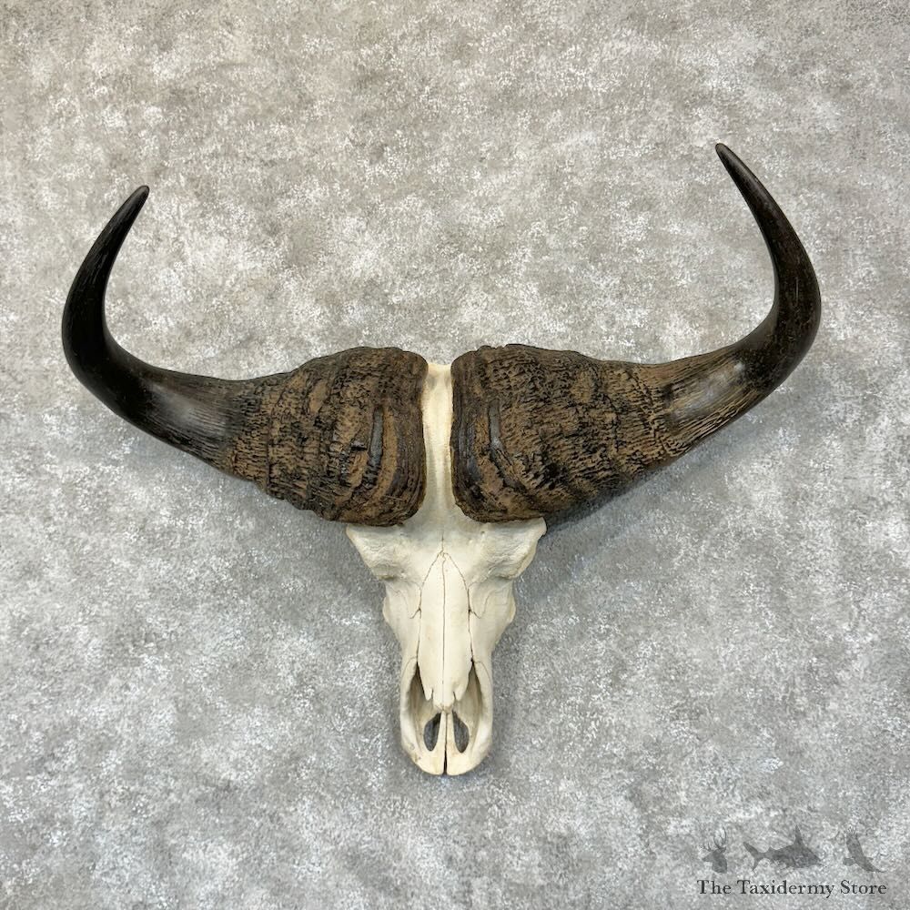 Cape Buffalo Skull European Mount For Sale #28768 @ The Taxidermy Store