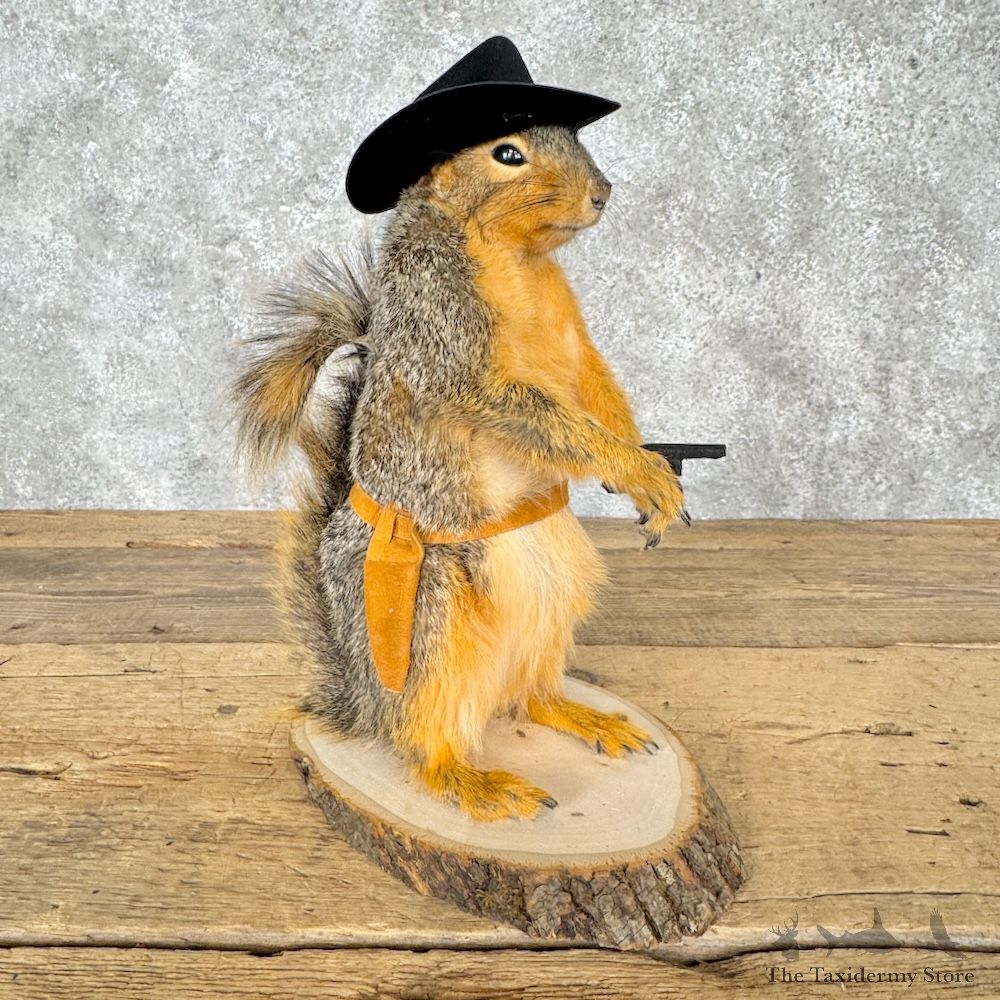 Cowboy Fox Squirrel Novelty Mount For Sale #30220 @ The Taxidermy Store