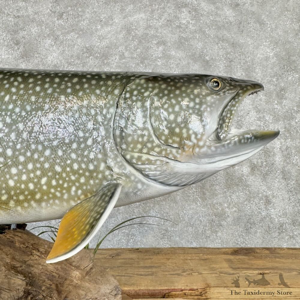 Lake Trout Fish Mount For Sale #29002 @ The Taxidermy Store