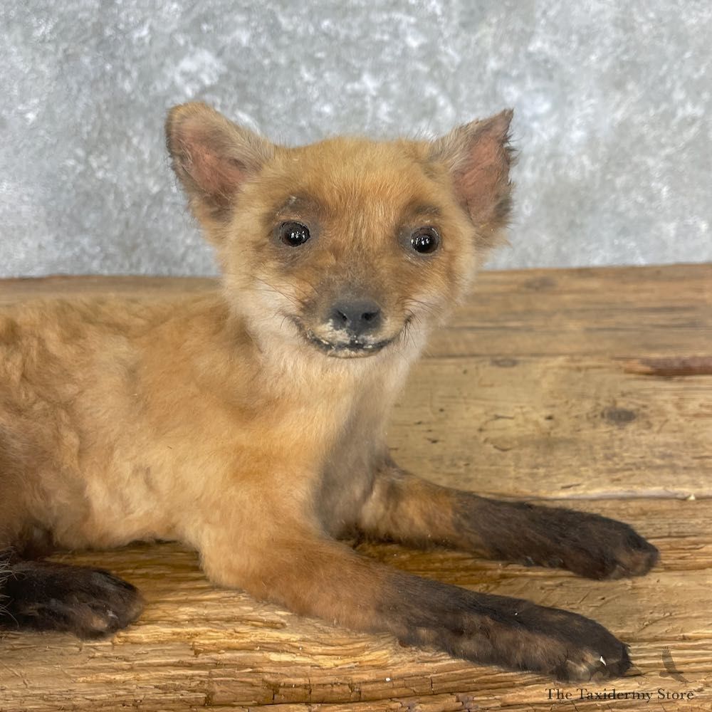 Juvenile Red Fox Life-Size Mount For Sale #26999 @ The Taxidermy Store